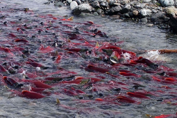 Alaska natural phenomena kenai peninsula salmon run jim taylor ph4ghx
